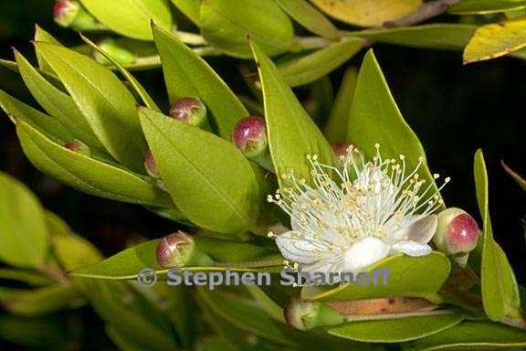 myrtus communis 1 graphic